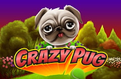 Crazy Pug