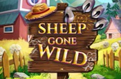 Sheep Gone Wild