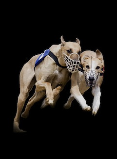 Greyhounds