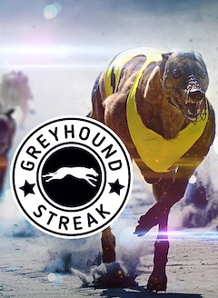 Greyhound Streak