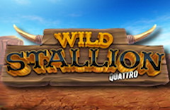 Wild Stallion