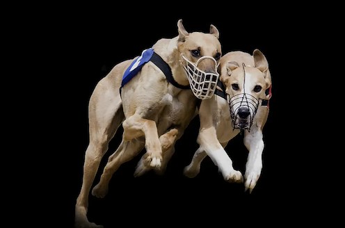 Greyhounds