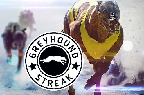 Greyhound Streak